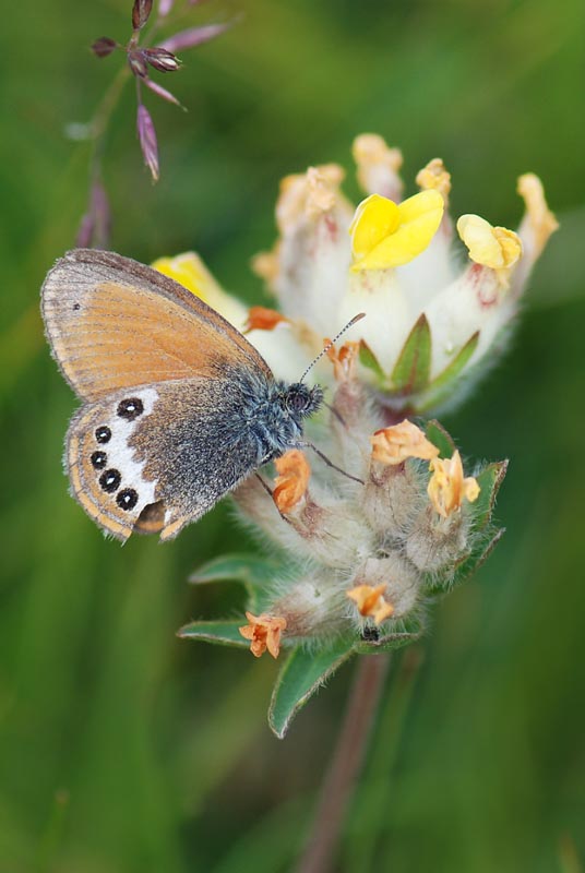 Coenonympha gardetta